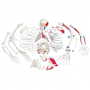 Disarticulated Full Human Skeleton