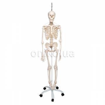 Функціональна та фізіологічна модель скелета людини  Френк на підвісній підставці