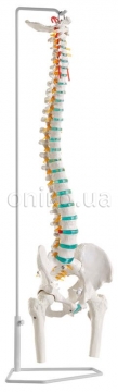 Flexible vertebral column with femur heads