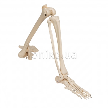 Модель скелета людської ноги з тазостегновою кісткою