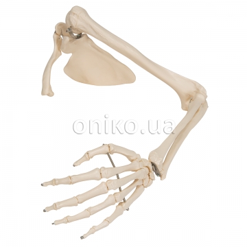 Модель скелета руки людини з лопаткою та ключицею