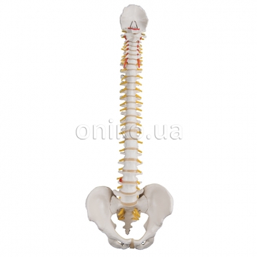 Classic Flexible Human Spine Model