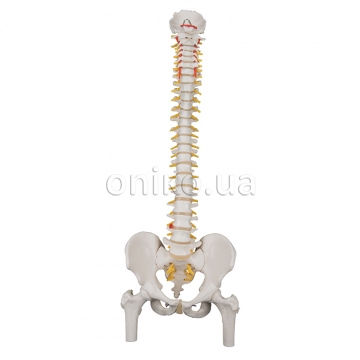 Classic Flexible Human Spine Model with Femur Heads