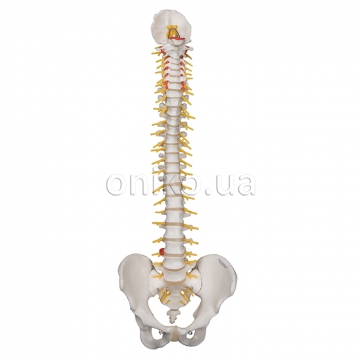 Deluxe Flexible Human Spine Model with Sacral Opening