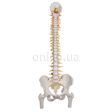 Deluxe Flexible Human Spine Model with Femur Heads & Sacral Opening