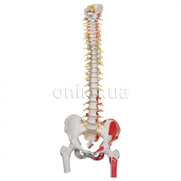 Deluxe Flexible Spine Model with Femur Heads, Painted Muscles & Sacral Opening