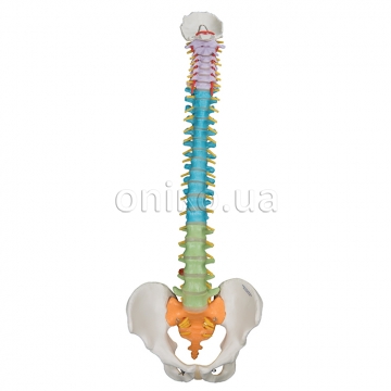 Didactic Flexible Human Spine Model