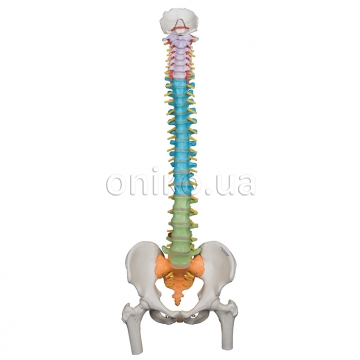 Didactic Flexible Human Spine Model with Femur Heads