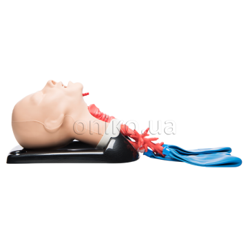 Airway Management, Cricothyroidotomy and Bronchoscopy Trainer