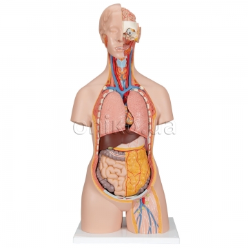 Классическая унисекс модель  торса человека с открытой шеей и спиной, 18 деталей