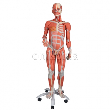 3/4 Life-Size Dual Sex Human Muscle Model on Metal Stand, 45-part