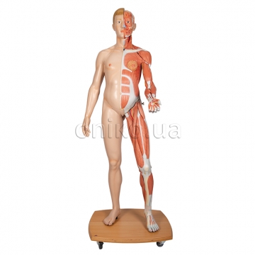 Life-Size Dual Sex Human Figure, Half Side with Muscles, 39 part