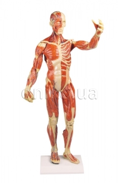 Muscular figure, 1/3 life size