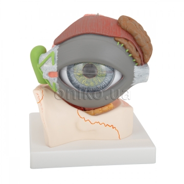 Human Eye Model, 5 times full-size, 8 part