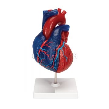 Life-Size Human Heart Model, 5 parts