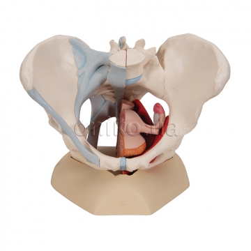 Модель таза женщины со связками, мышцами и органами, 4 части