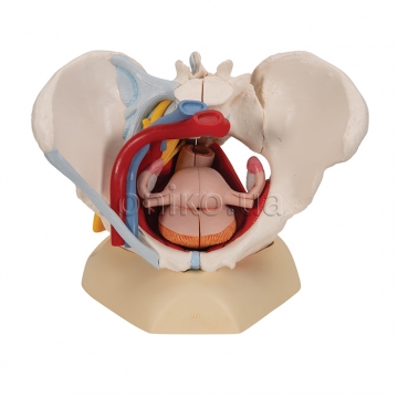 Модель таза женщины со связками, сосудами, нервами, тазовым дном и органами
