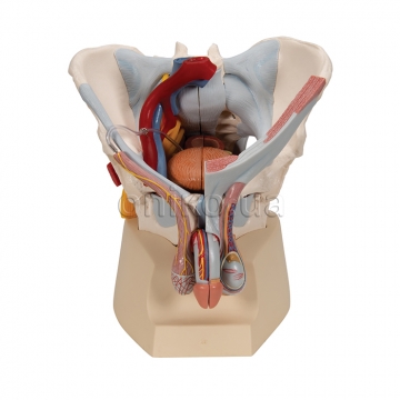 Модель таза чоловіка зі зв'язками, судинами, нервами, тазовим дном та органами