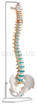 Flexible vertebral column