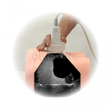 Phantom pro ultrazvukové vyšetření močového měchýře