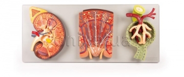 Розділ нирки з нирковим нефроном і нирковим тільцем