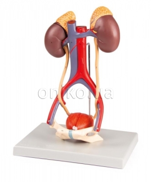 Urinary System, 5 parts