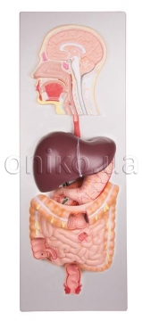 Human digestive system, 5 parts