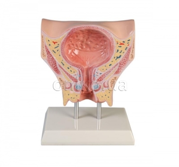 Female bladder
