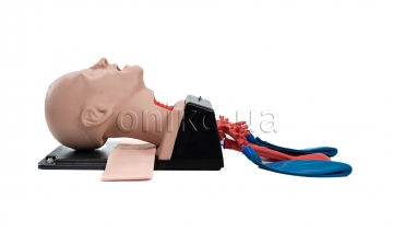 Airway Management, Cricothyroidotomy and Bronchoscopy Trainer