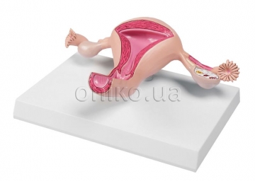 Uterus model