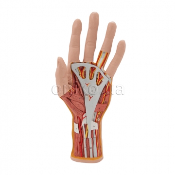 Life-Size Hand Model with Muscles, Tendons, Ligaments, Nerves & Arteries, 3 part
