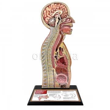 Nasogastric Intubation Model