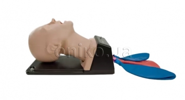 Adult Airway Management Training Manikin