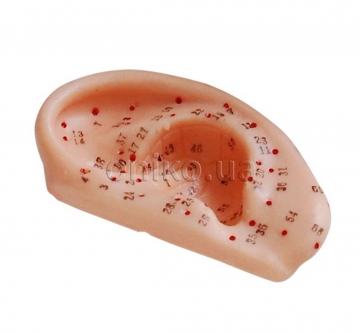 Ear acupuncture model 13cm