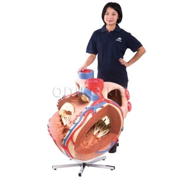 Giant Human Heart Model, 8 times Life-Size
