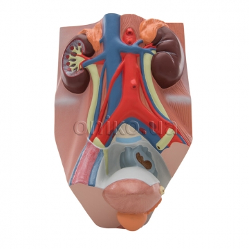 Male Urinary System Model, 3/4 Life-Size