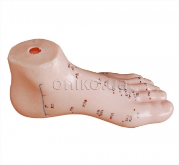 Foot Acupuncture Model 13 cm